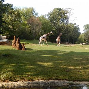 9/23/2018 - Forest Edge