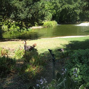 Cologne Zoo - European/North American waterfowl exhibit