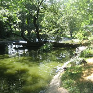 Cologne Zoo - South American duck exhibit