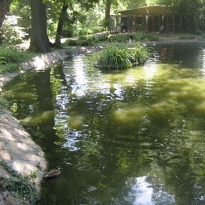 Cologne Zoo - South American duck exhibit