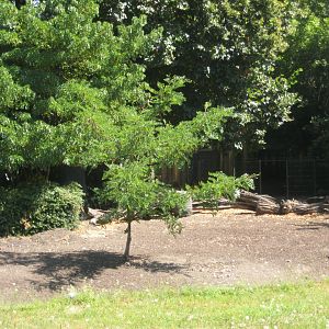 Cologne Zoo - Red river hog exhibit