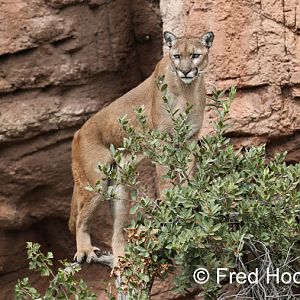 male puma in a tree