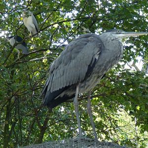 Wild animals at the zoo: two heron species