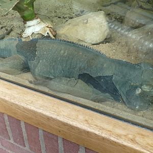 Rhinoceros iguana (Cyclura cornuta) in an enclosure with signage for Guatemalan spiny-tailed iguana (Ctenosaura palearis)