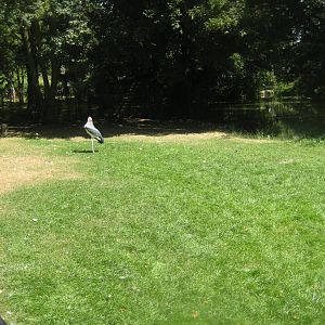 Cologne Zoo - Marabou stork/hornbill exhibit