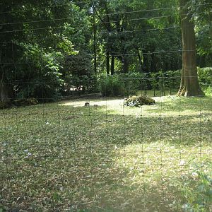 Cologne Zoo - Siberian crane exhibit