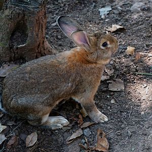 Chinese hare