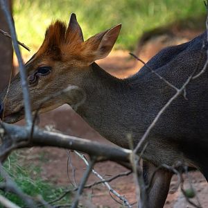 Hairy-fronted muntjac