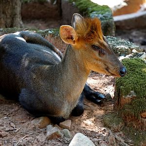 Hairy-fronted muntjac