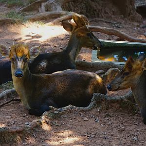 Hairy-fronted muntjac