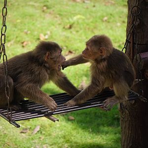 Huangshan stump-tailed macaque