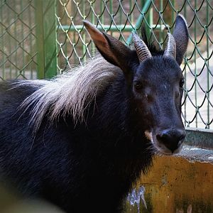 Chinese serow