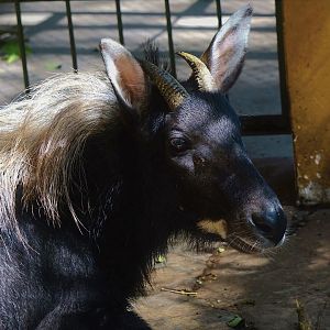 Chinese serow