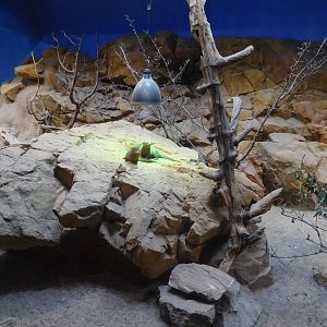 Desert enclosure