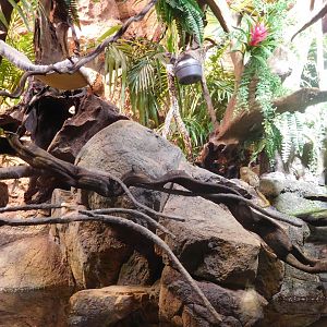 Rainforest enclosure