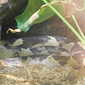 Central American bushmaster (Lachesis stenophrys)