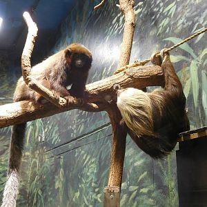 Red titi and Hoffmann's sloth