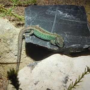 Sand lizard (Lacerta agilis)