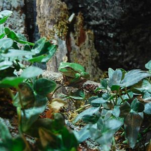 European tree frog (Hyla arborea)