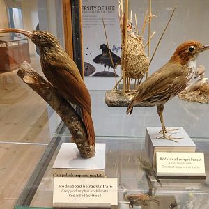 Red-billed Scythebill and Chestnut-crowned Antpitta