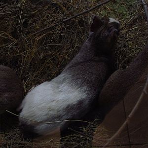 Piebald Chacoan mara