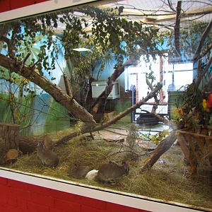 Chacoan mara exhibit