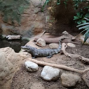 Broad-snouted caiman