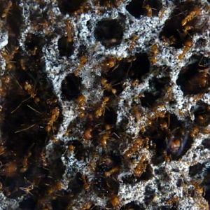 Leafcutter ants fungal camera at Artis Micropia - IDS needed!