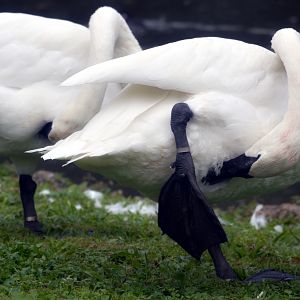 Trumpeter swans