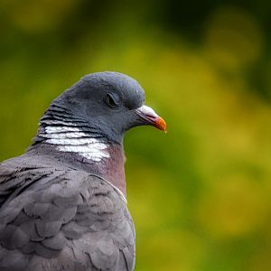 wood pigeon