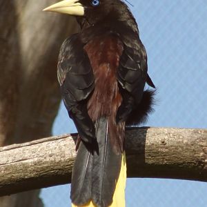 Crested oropendola