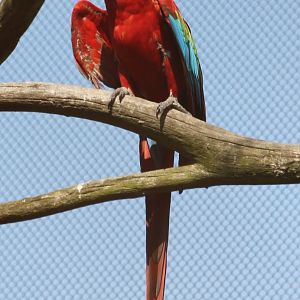 Green-winged macaw