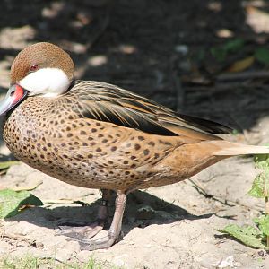 Bahama pintail