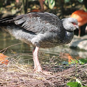 Crested screamer