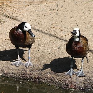 White-faced whistling ducks