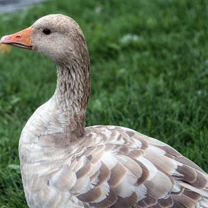 Leucistic Greylag