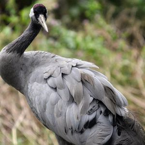 Common Crane