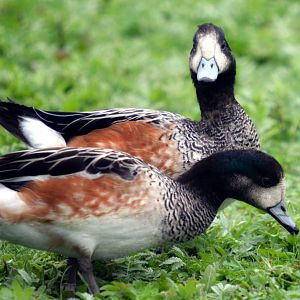 Chiloe Wigeon
