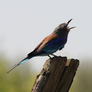 Lilac-breasted roller