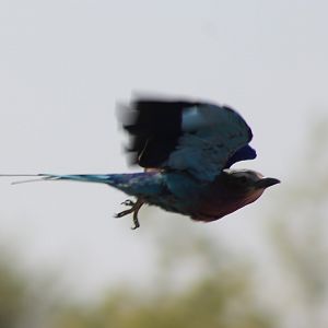 Lilac-breasted roller