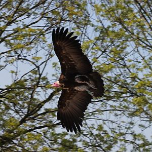 Hooded vulture