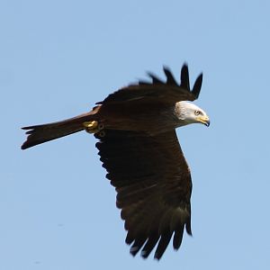 Black kite