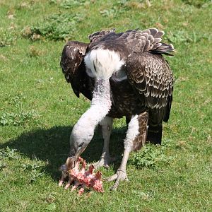 Rüppels vulture