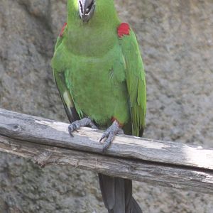Thick-billed parrot