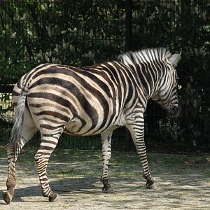 Zebra