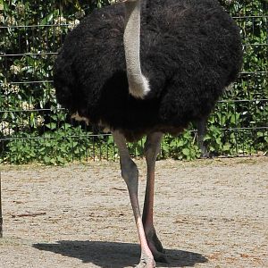 Ostrich