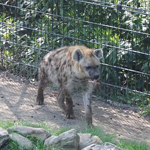 Spotted hyena
