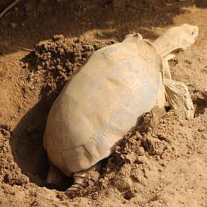 Egg-laying Spurred tortoise