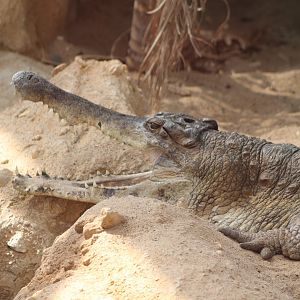 Slender-snouted crocodile