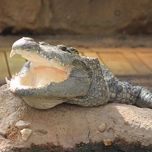Nile crocodile